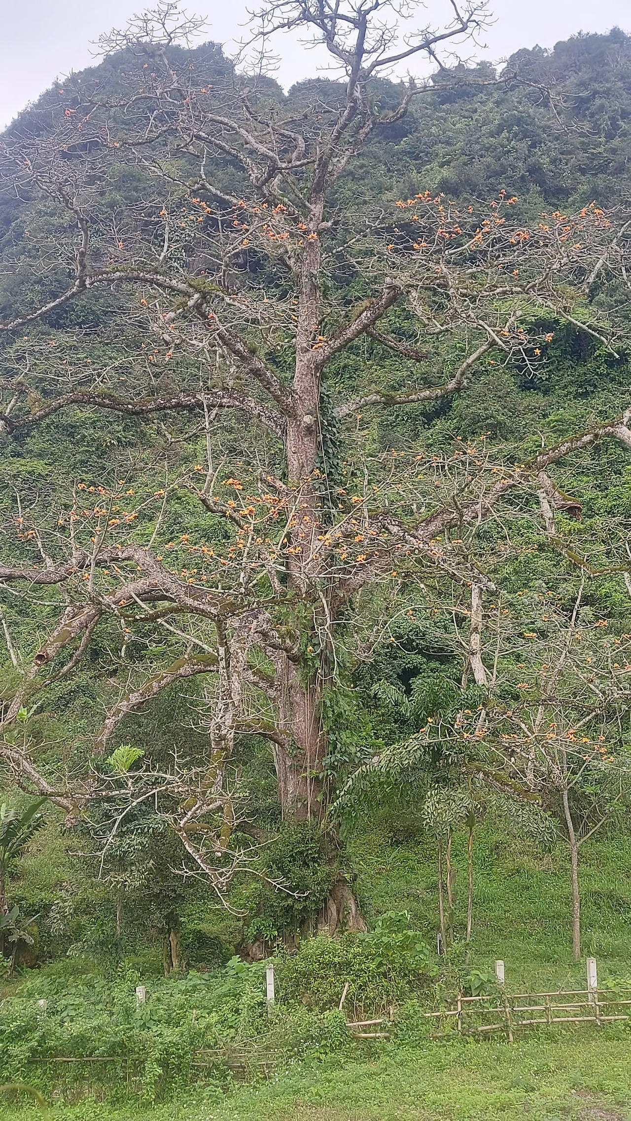Ngắm cây gạo di sản đầu tiên ở Quảng Bình khoe sắc mỗi độ tháng ba về