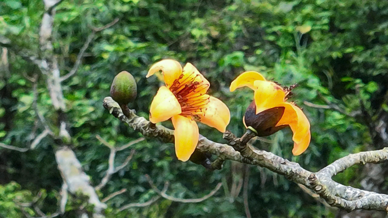 Ngắm cây gạo di sản đầu tiên ở Quảng Bình khoe sắc mỗi độ tháng ba về