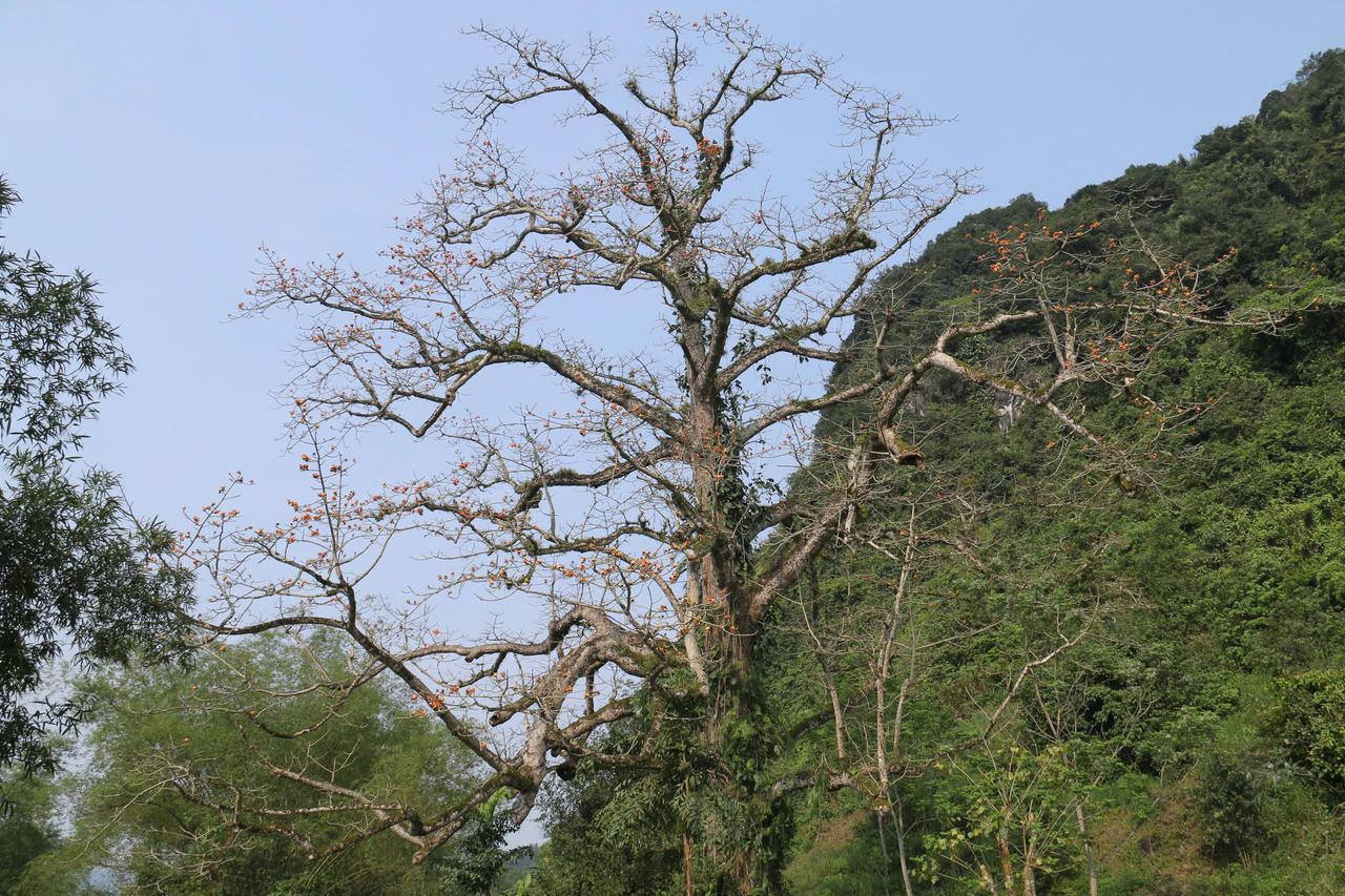 Ngắm cây gạo di sản đầu tiên ở Quảng Bình khoe sắc mỗi độ tháng ba về