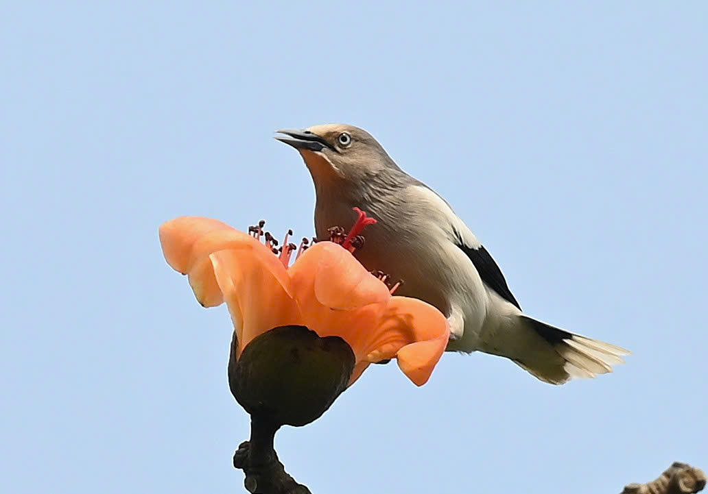 Ngắm cây gạo di sản đầu tiên ở Quảng Bình khoe sắc mỗi độ tháng ba về