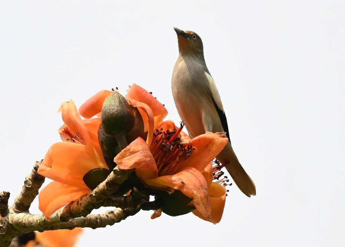 Ngắm cây gạo di sản đầu tiên ở Quảng Bình khoe sắc mỗi độ tháng ba về