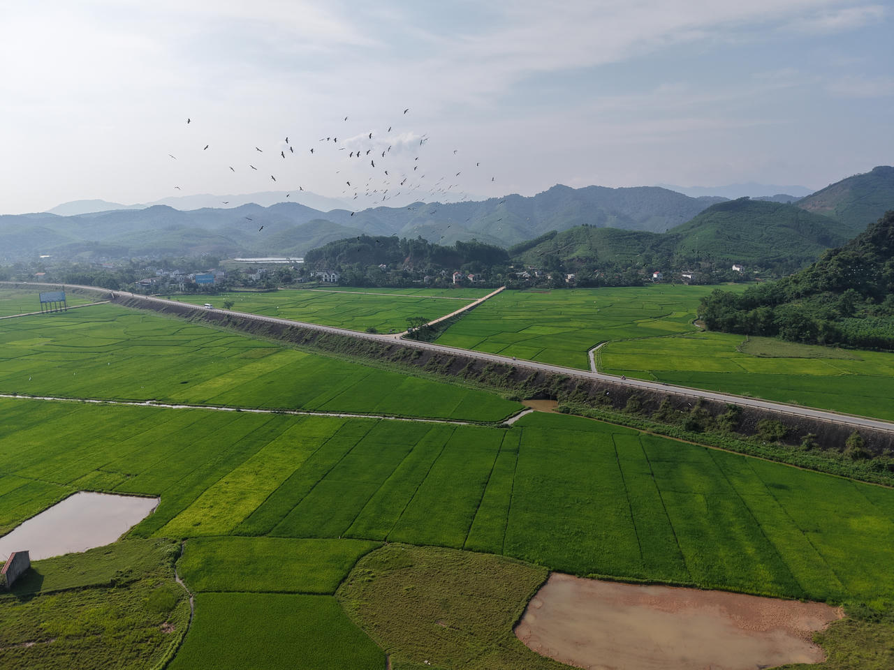 Ngắm đàn cò bay lượn “phủ kín” bầu trời Phong Nha - Kẻ Bàng
