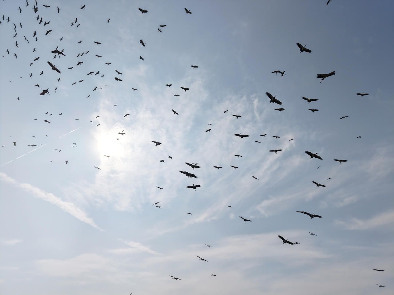 Ngắm đàn cò bay lượn “phủ kín” bầu trời Phong Nha - Kẻ Bàng