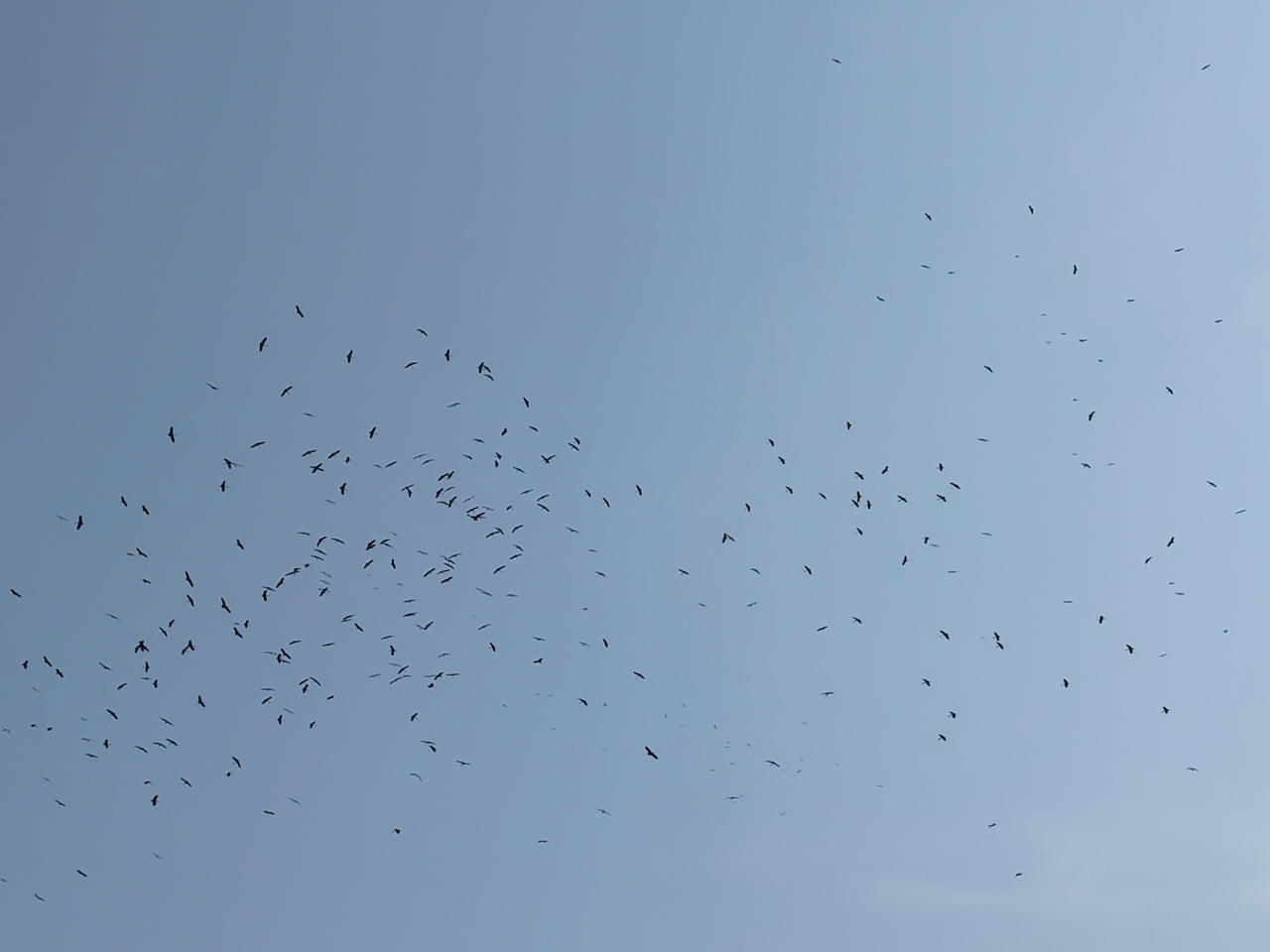 Ngắm đàn cò bay lượn “phủ kín” bầu trời Phong Nha - Kẻ Bàng