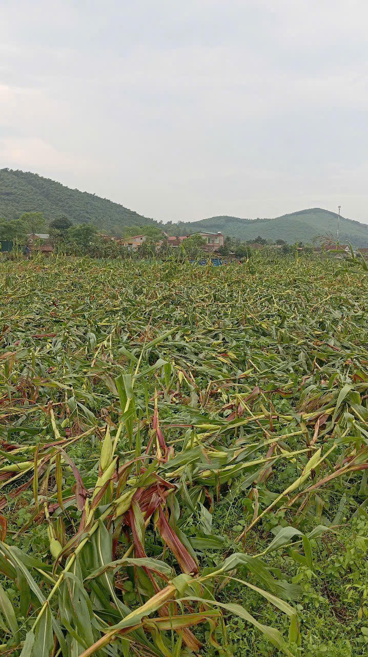 Mưa đá, lốc xoáy tốc mái 12 ngôi nhà ở Quảng Bình