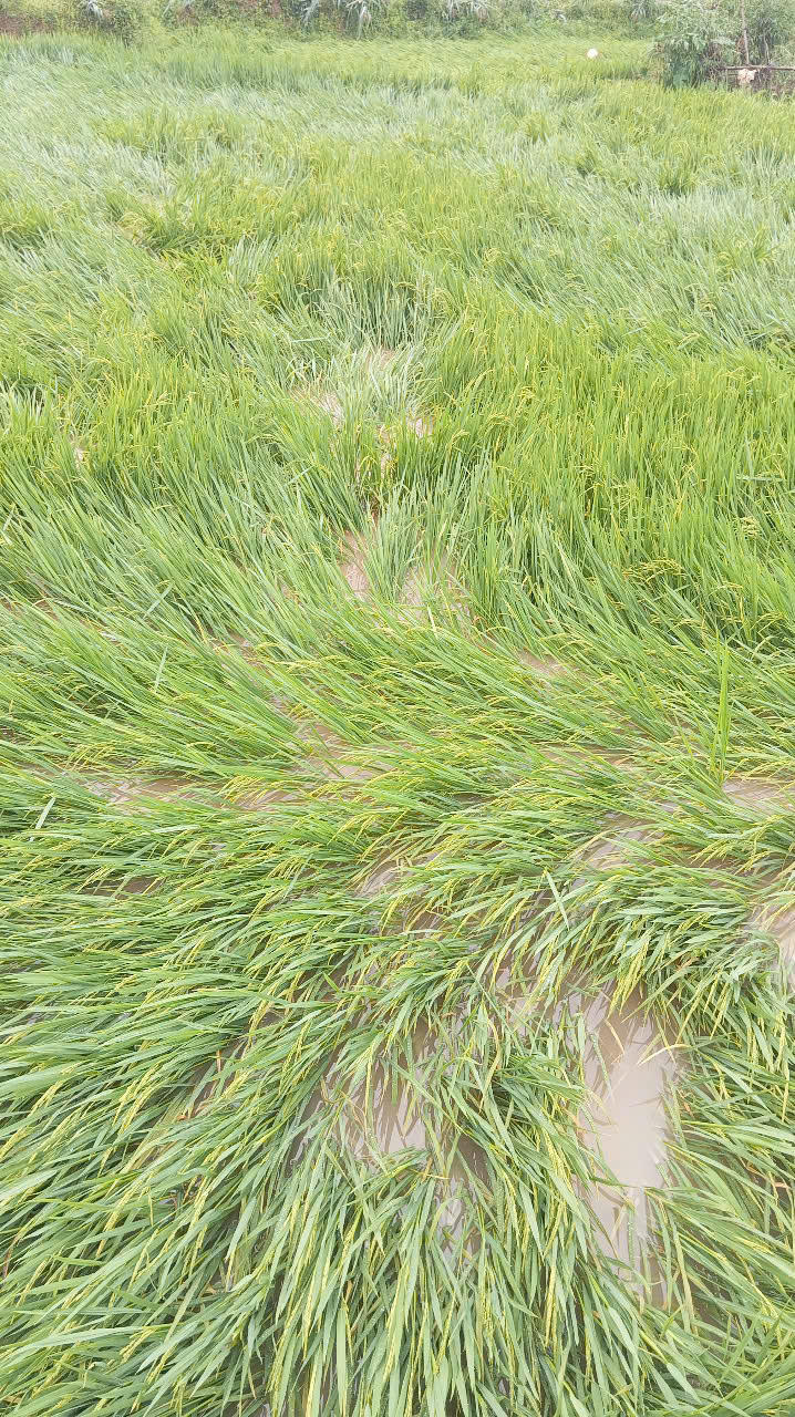 Mưa đá, lốc xoáy tốc mái 12 ngôi nhà ở Quảng Bình