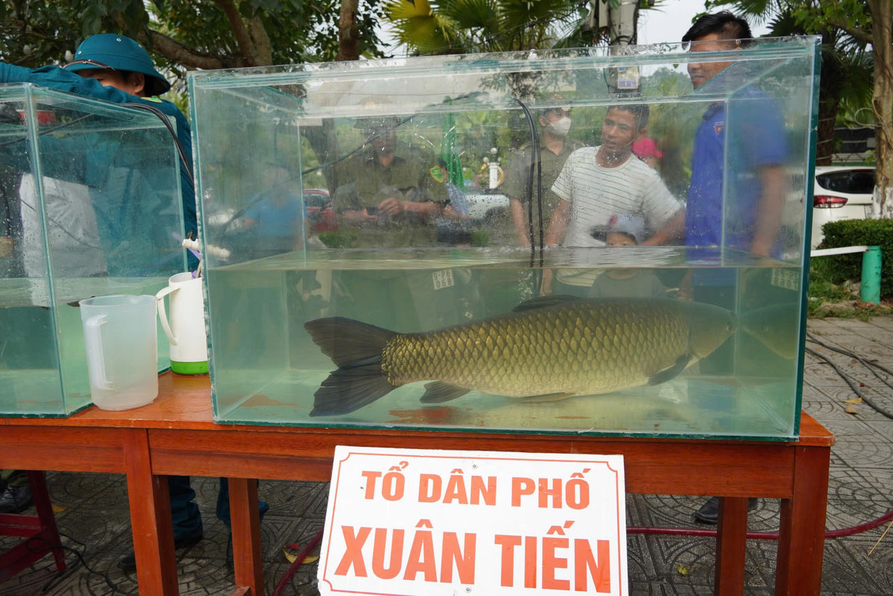 Về di sản thế giới Phong Nha xem đua thuyền và hội thi ‘hoa hậu’ cá trắm sông Son