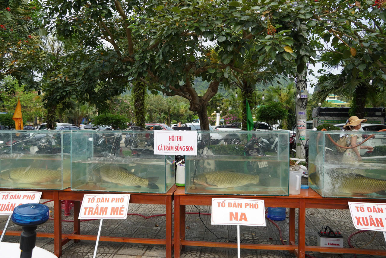 Về di sản thế giới Phong Nha xem đua thuyền và hội thi ‘hoa hậu’ cá trắm sông Son