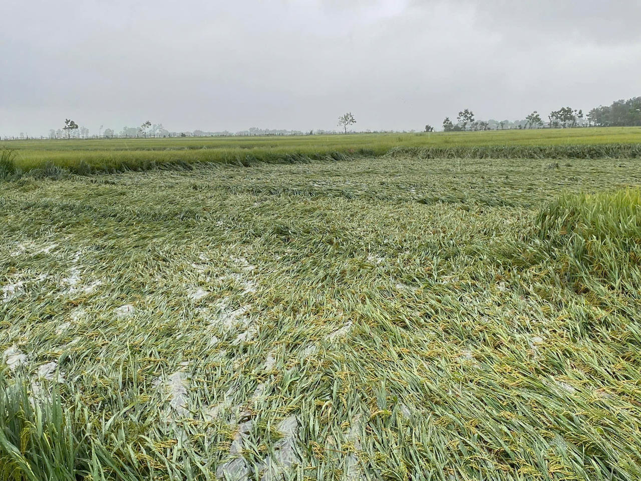 Gần 1.600ha lúa ở Quảng Bình bị ngã đổ và ngập nước do mưa lớn