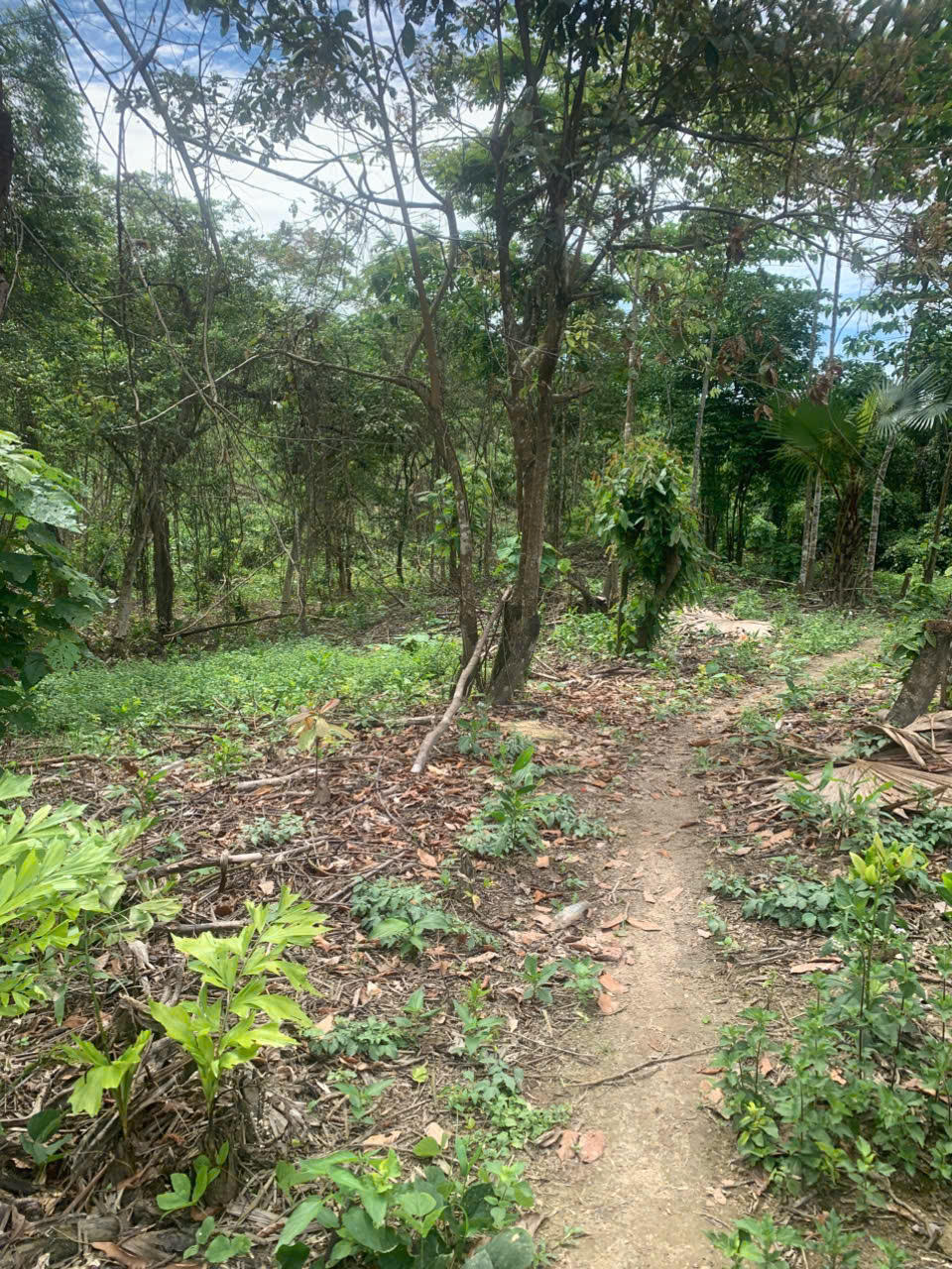 Chấn chỉnh tình trạng phá rừng, lấn chiếm đất lâm nghiệp để trồng keo ở huyện Tuyên Hoá