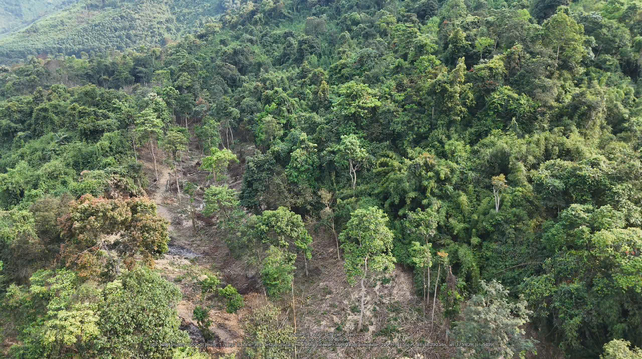 Chấn chỉnh tình trạng phá rừng, lấn chiếm đất lâm nghiệp để trồng keo ở huyện Tuyên Hoá