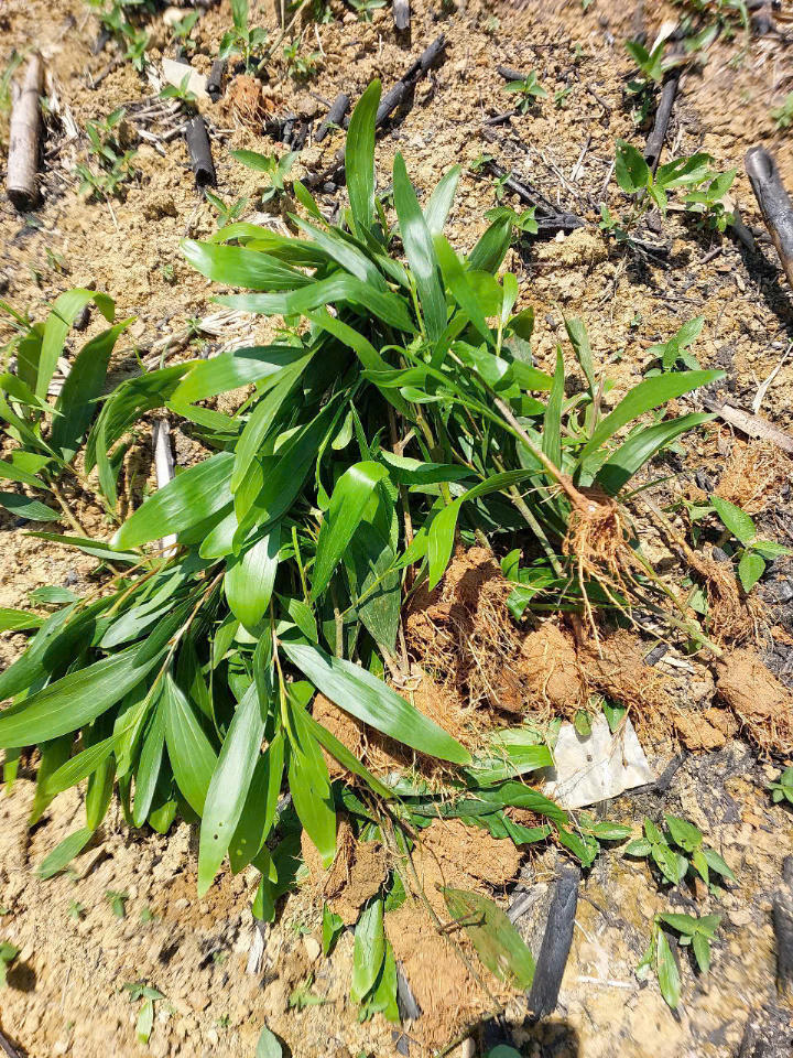 Nhiều diện tích trồng keo trái phép trên đất lâm nghiệp bị cưỡng chế sau phản ánh của Báo Pháp luật Việt Nam