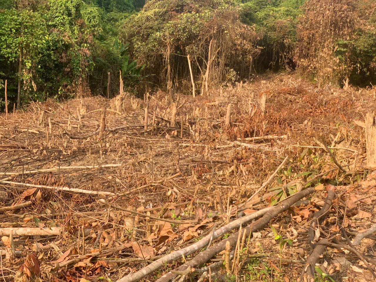 Nhiều diện tích trồng keo trái phép trên đất lâm nghiệp bị cưỡng chế sau phản ánh của Báo Pháp luật Việt Nam