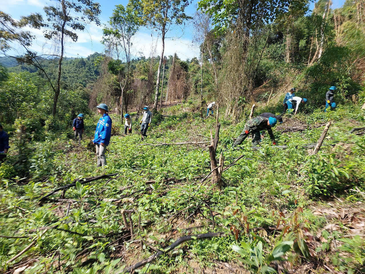 Nhiều diện tích trồng keo trái phép trên đất lâm nghiệp bị cưỡng chế sau phản ánh của Báo Pháp luật Việt Nam