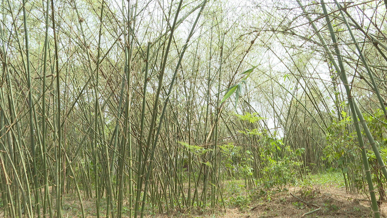 Hàng triệu con châu chấu tàn phá cây luồng lấy măng của người dân Quảng Bình