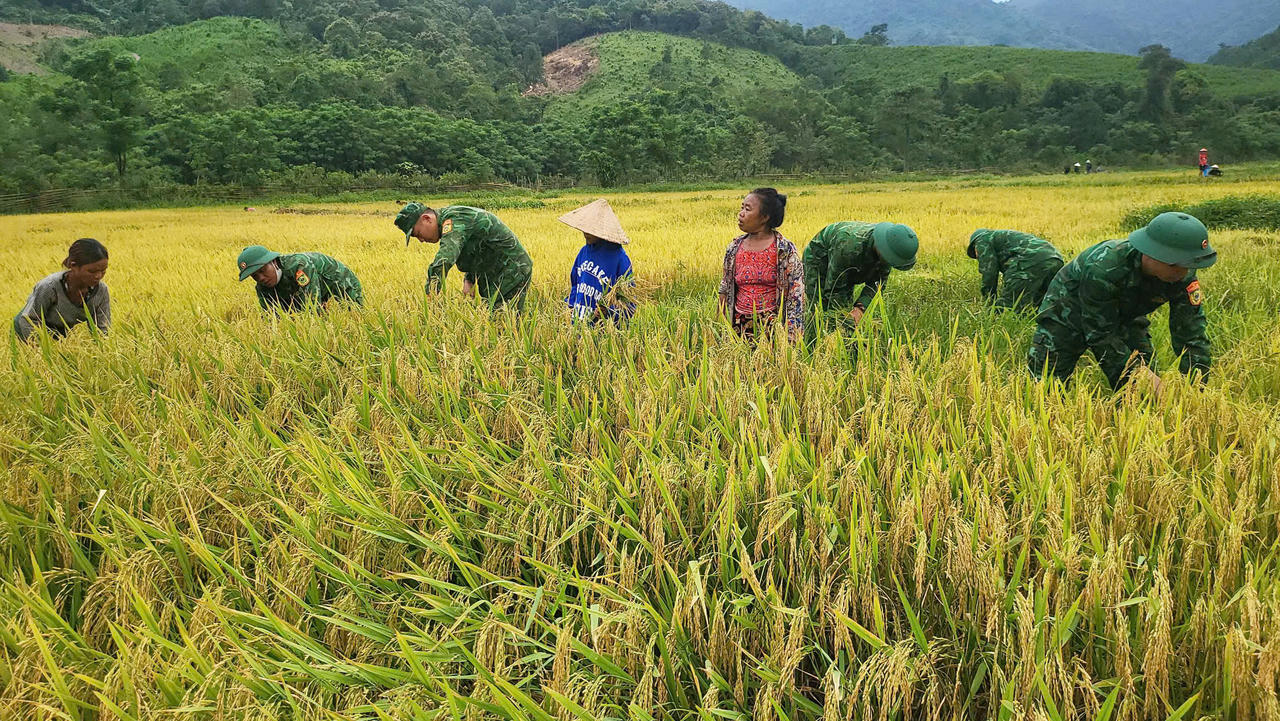 Xem Biên phòng giúp dân thu hoạch lúa ở vùng biên Quảng Bình