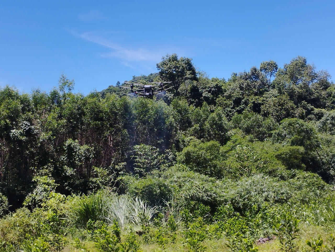 Sử dụng máy bay không người lái, cứu cây luồng ở Quảng Bình