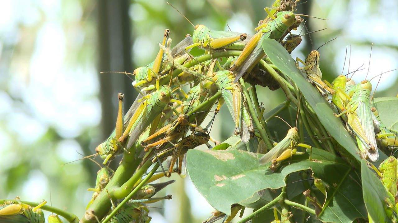Sử dụng máy bay không người lái, cứu cây luồng ở Quảng Bình