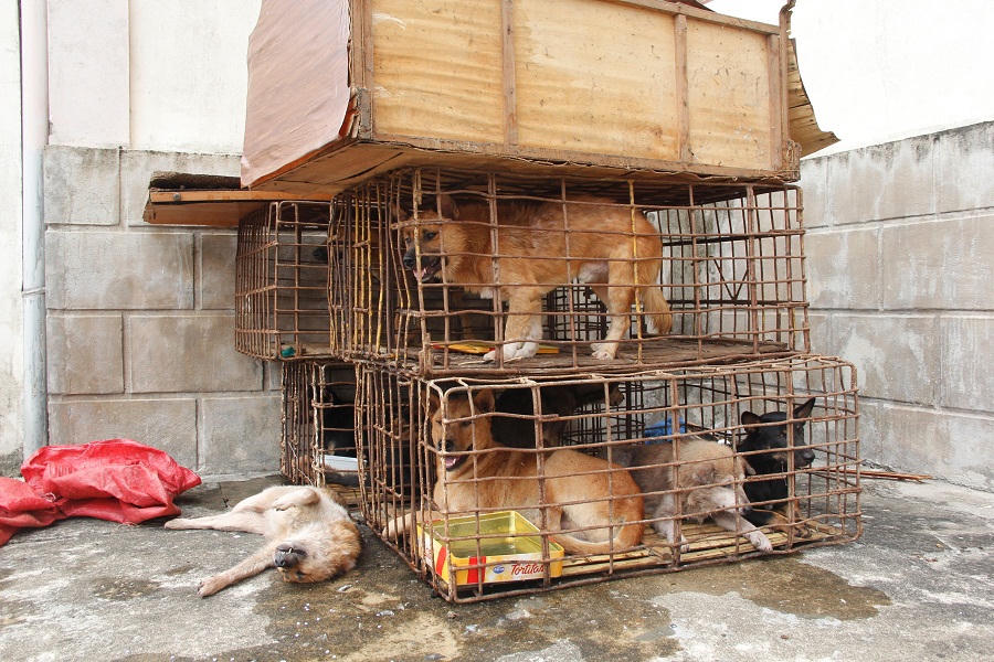 2 đối tượng trộm chó bị bắt khi đang rao bán tang vật