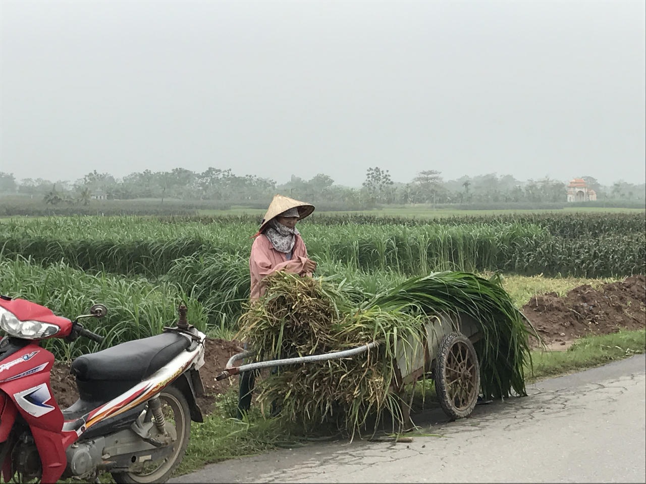 Vĩnh Thịnh có thiếu đất trồng cỏ nuôi bò?