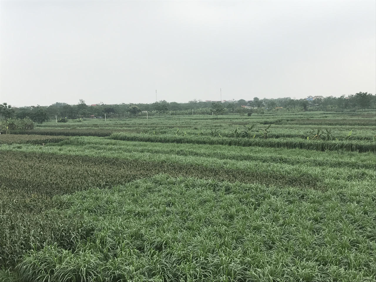 Vĩnh Thịnh có thiếu đất trồng cỏ nuôi bò?