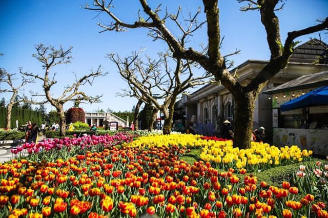 Đà Nẵng, Phú Quốc có gì chơi Tết khiến du khách trong và ngoài nước lũ lượt đổ bộ?