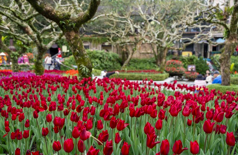 Hàng nghìn du khách đến du xuân tại Sun World Ba Na Hills dịp đầu năm mới 2025