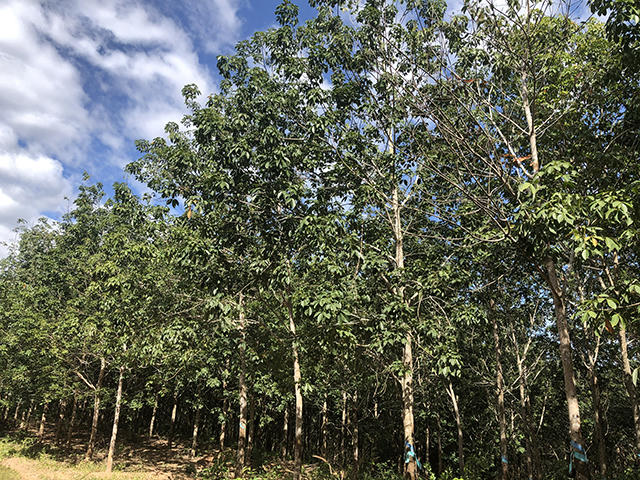 Gần 400 ha cao su xanh tốt bỗng nhiên... vô chủ vì bị phát hiện trồng trái phép trên đất rừng 