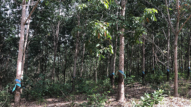 Gần 400 ha cao su xanh tốt bỗng nhiên... vô chủ vì bị phát hiện trồng trái phép trên đất rừng 