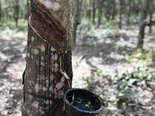 Gần 400 ha cao su xanh tốt bỗng nhiên... vô chủ vì bị phát hiện trồng trái phép trên đất rừng 