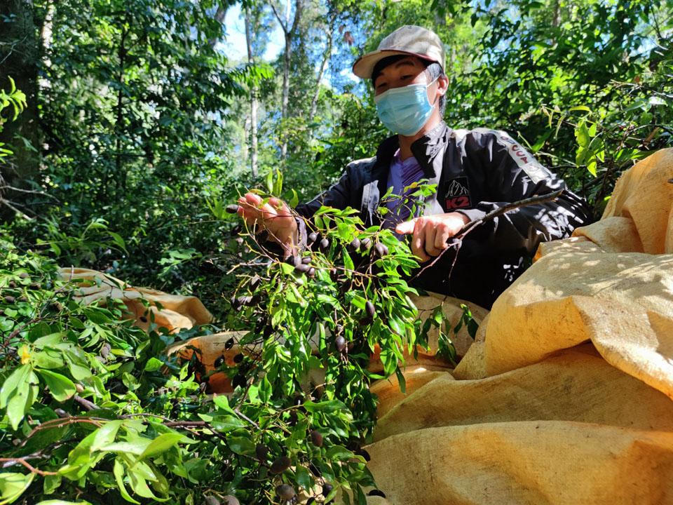 Nụ cười và nước mắt mùa xoay rừng Gia Lai