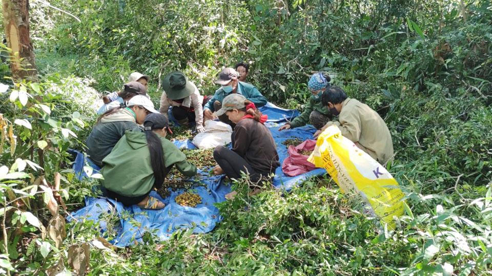 Nụ cười và nước mắt mùa xoay rừng Gia Lai