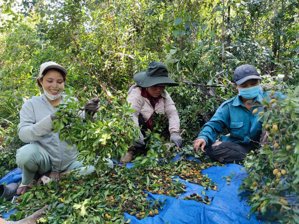 Nụ cười và nước mắt mùa xoay rừng Gia Lai