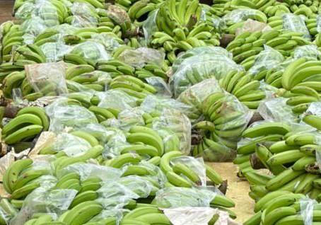 Công ty của Hoàng Anh Gia Lai báo mất hơn 3.000 buồng chuối