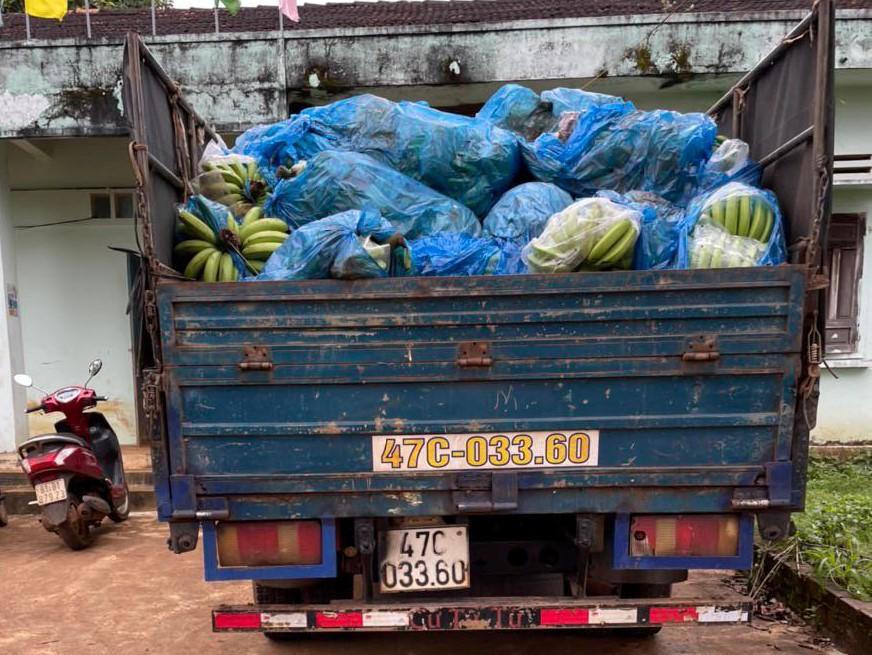 Công ty của Hoàng Anh Gia Lai báo mất hơn 3.000 buồng chuối