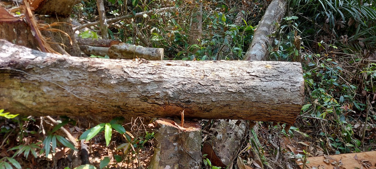 Gia Lai: Khởi tố vụ án chặt hạ 52 cây gỗ rừng trái phép