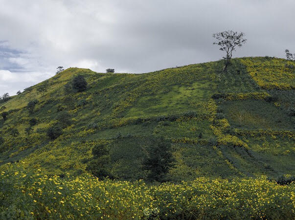 Gia Lai: Khoảng 2000 vận động viên tham gia giải chạy "Giấc mơ đại ngàn"