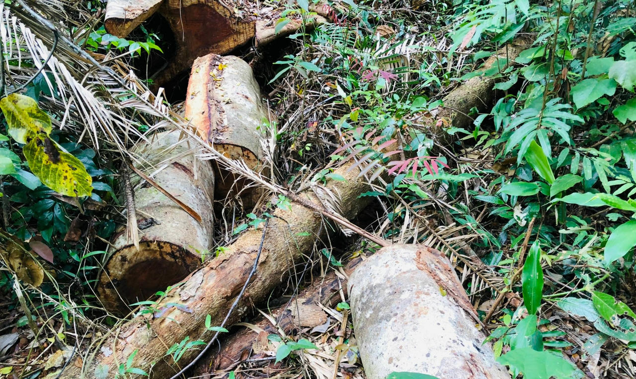 Một cá nhân bị phạt hơn 160 triệu vì phá rừng