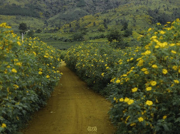 Hấp dẫn Tuần lễ Hoa dã quỳ - núi lửa Chư Đang Ya năm 2024