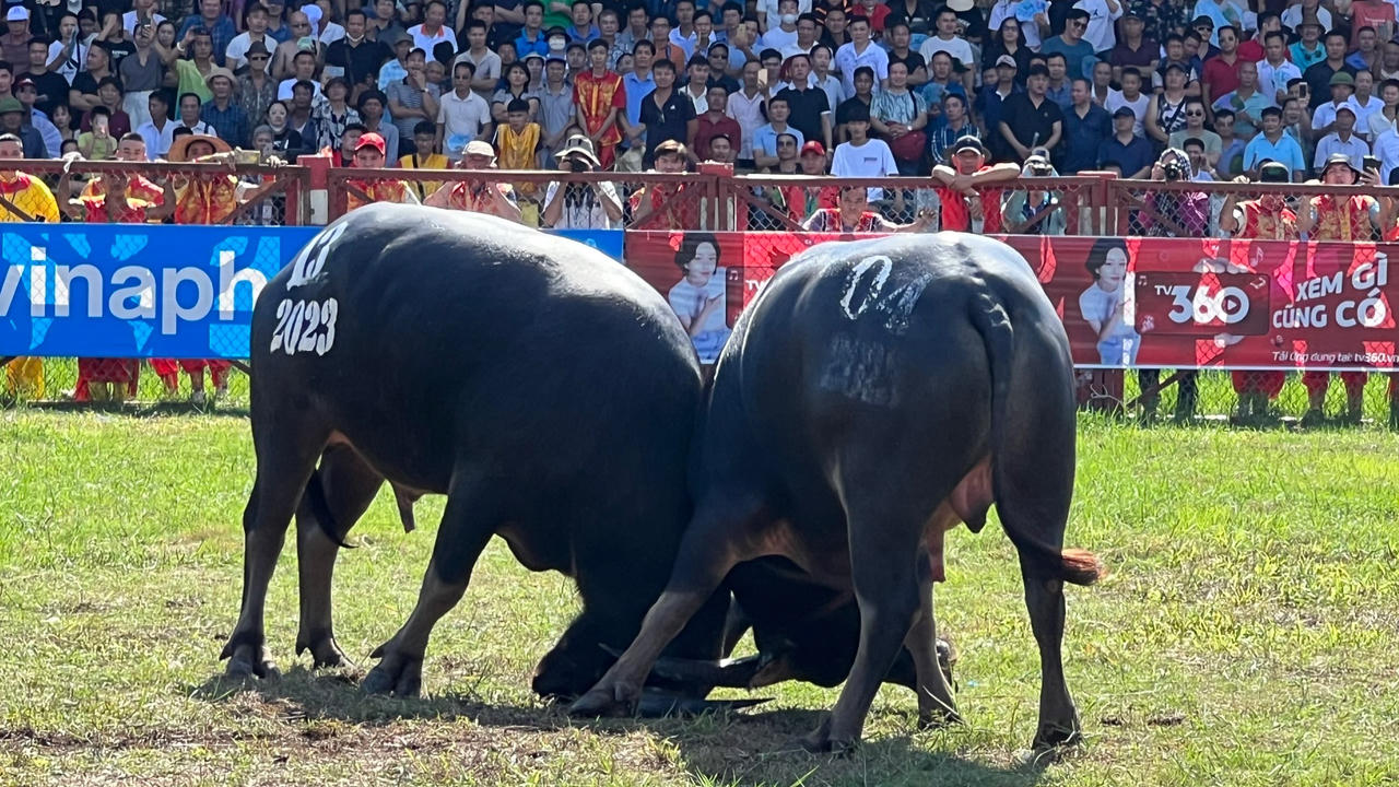 Toàn cảnh Lễ hội Chọi trâu truyền thống Đồ Sơn năm 2023 