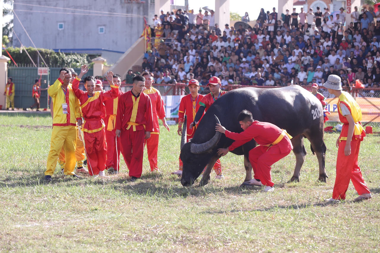 Toàn cảnh Lễ hội Chọi trâu truyền thống Đồ Sơn năm 2023 