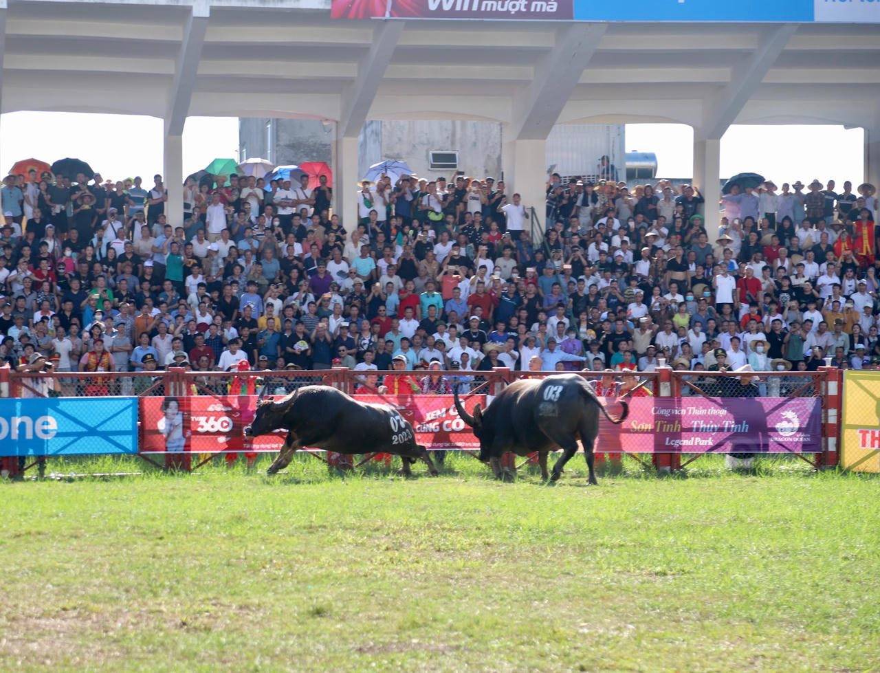 Toàn cảnh Lễ hội Chọi trâu truyền thống Đồ Sơn năm 2023 