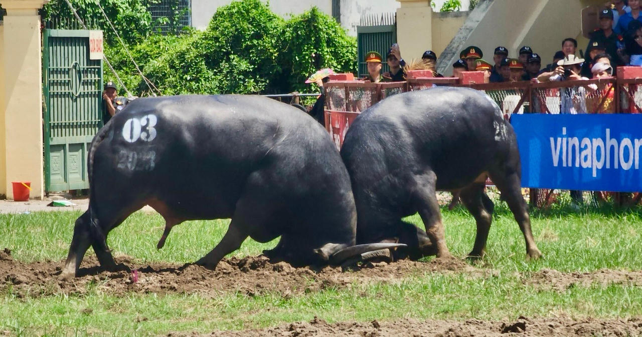 Toàn cảnh Lễ hội Chọi trâu truyền thống Đồ Sơn năm 2023 