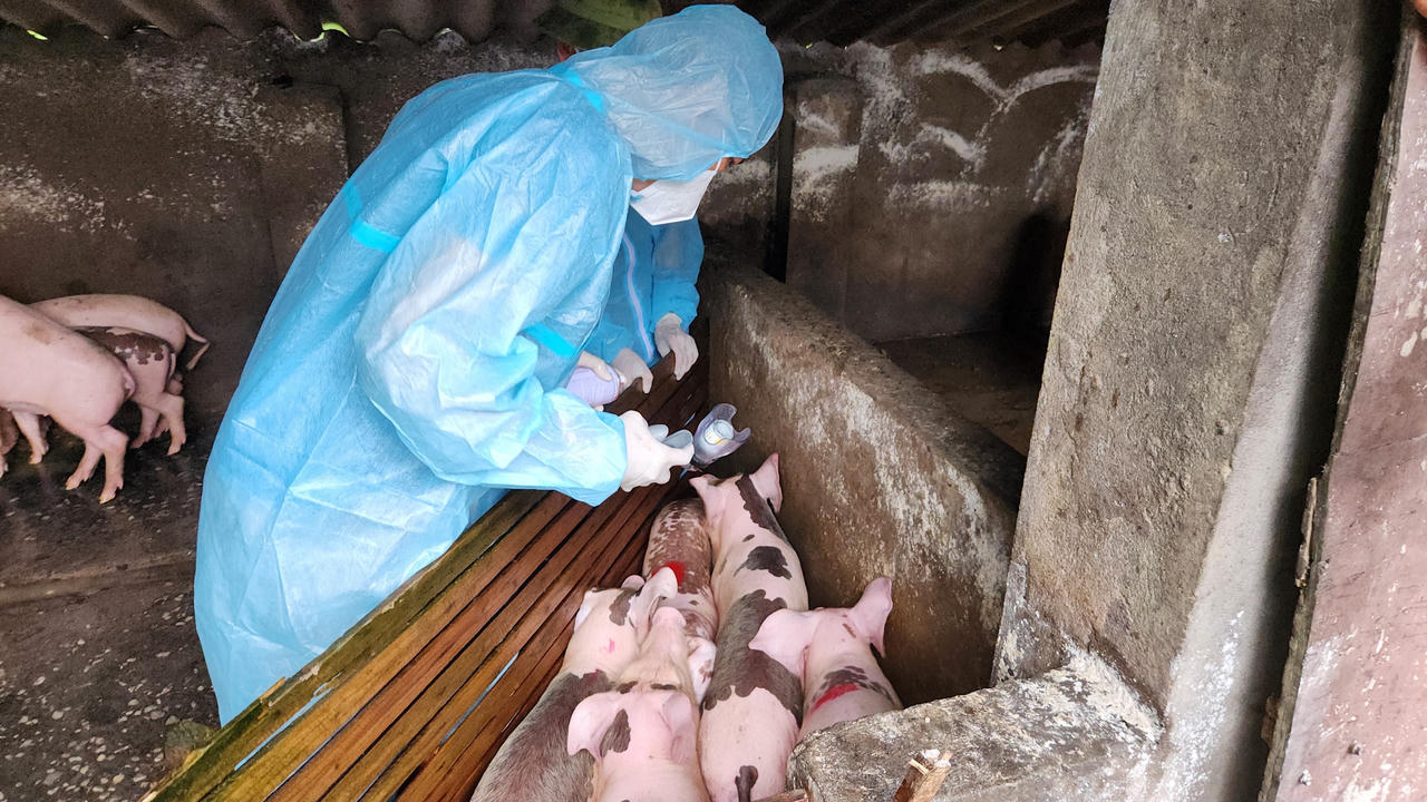 Triển khai tiêm thử nghiệm vắc xin Dịch tả lợn Châu Phi tại TP Móng Cái 