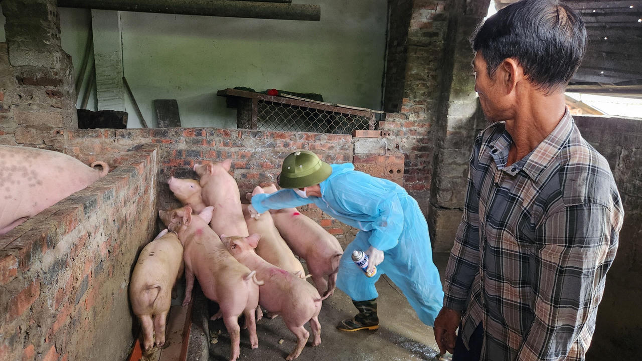 Triển khai tiêm thử nghiệm vắc xin Dịch tả lợn Châu Phi tại TP Móng Cái 