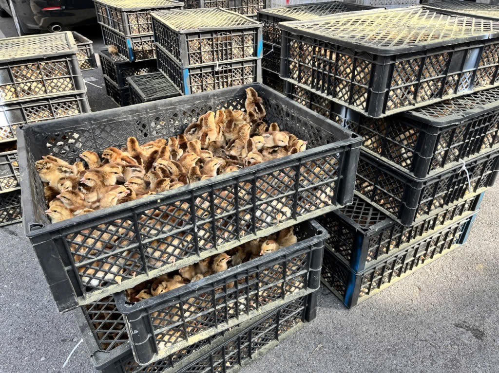 Phát hiện hàng ngàn con gà giống và trứng gà, vịt nhập lậu 