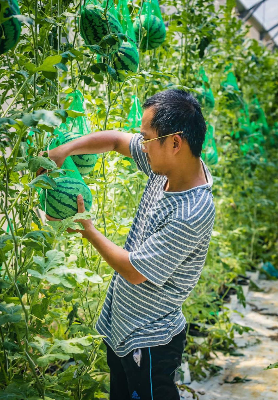 Địa phương đi đầu trong phát triển nông nghiệp công nghệ cao ở Bình Định