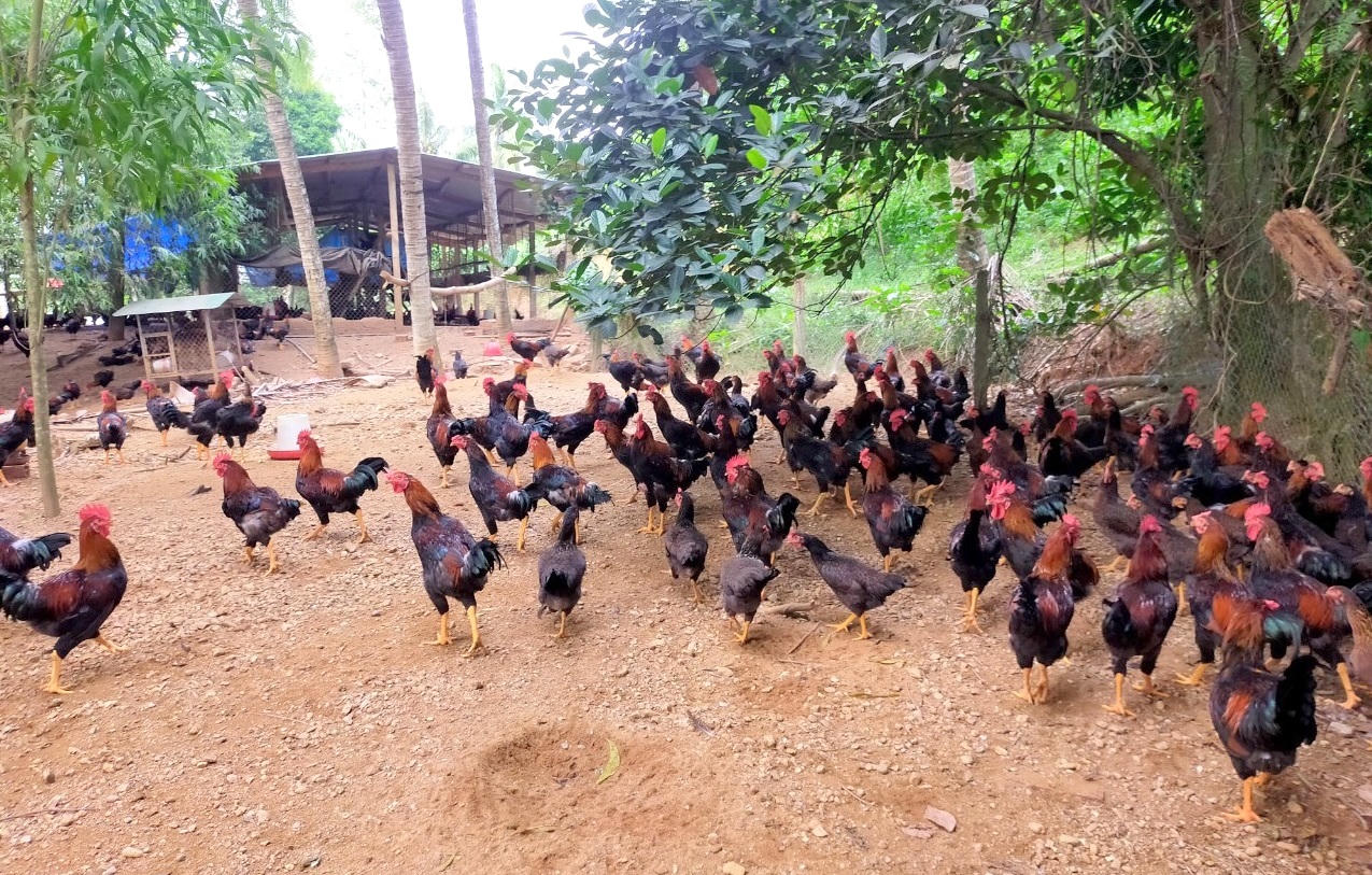 Địa phương đi đầu trong phát triển nông nghiệp công nghệ cao ở Bình Định