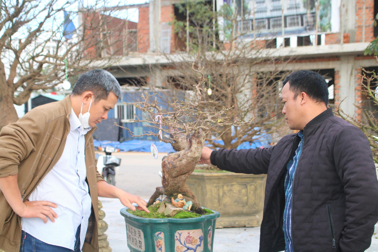 Ngắm loạt mai cảnh có dáng thế độc đáo ở Bình Định