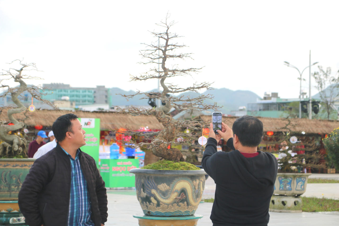 Ngắm loạt mai cảnh có dáng thế độc đáo ở Bình Định